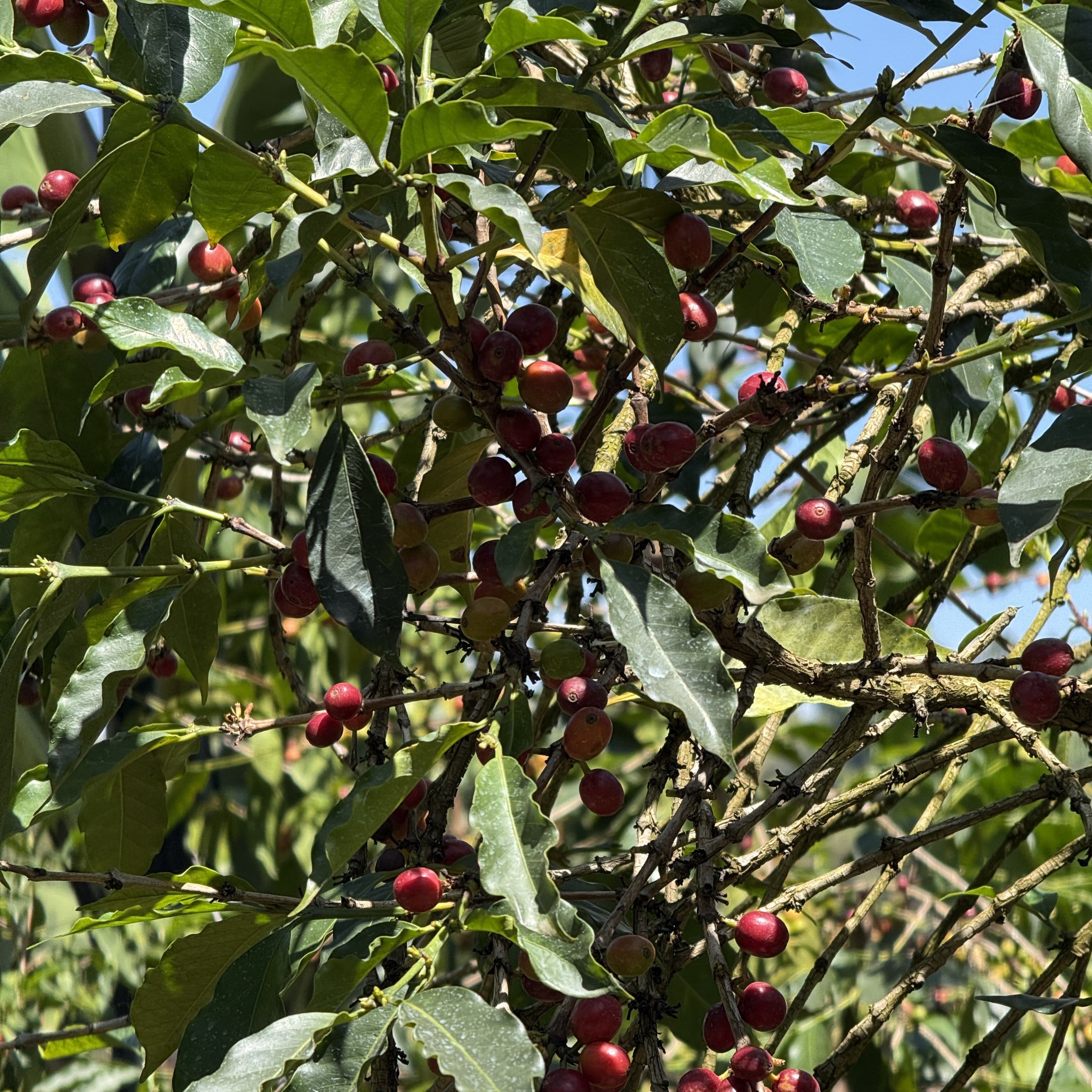 Uganda Bulambuli Natural(24/25年クロップ) | ORIGIN COUNTRIES for